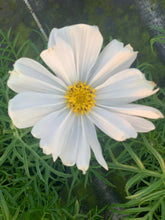 Charger l'image dans la galerie, Cosmos pot 3L