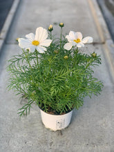 Charger l'image dans la galerie, Cosmos pot 1L