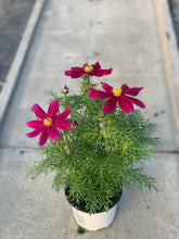 Charger l'image dans la galerie, Cosmos pot 1L