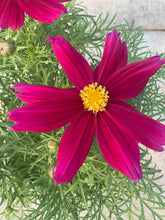 Charger l'image dans la galerie, Cosmos pot 3L