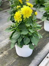 Charger l'image dans la galerie, Dahlia Dalina MAXI POT DE 4,5L