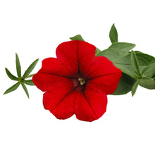 Charger l'image dans la galerie, Pétunia retombant pot 10.5