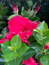 Charger l'image dans la galerie, Dipladenia pot 10.5