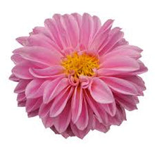 Charger l'image dans la galerie, Dahlia pot de 10.5