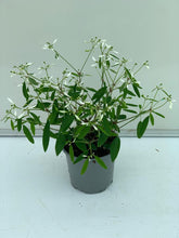 Charger l'image dans la galerie, Euphorbe Diamont Frost pot 10.5