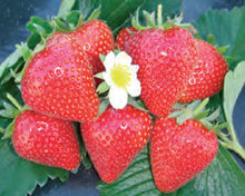 Charger l'image dans la galerie, Plants de Fraisier Remontante Lot de 6 plants