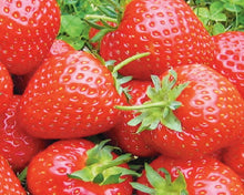 Charger l'image dans la galerie, Plants de Fraisier Remontante Lot de 6 plants