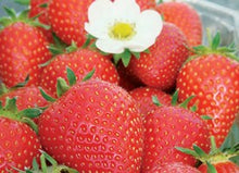 Charger l'image dans la galerie, Plants de Fraisier Remontante Lot de 6 plants