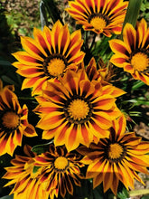 Charger l'image dans la galerie, Gazania BIG KISS MIX pot de 10.5