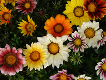 Charger l'image dans la galerie, Gazania BIG KISS MIX pot de 3L
