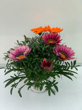 Charger l'image dans la galerie, Gazania BIG KISS MIX pot de 1L