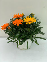 Charger l'image dans la galerie, Gazania BIG KISS MIX pot de 3L