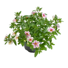 Charger l'image dans la galerie, Calibrachoa pot 10.5