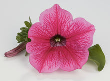 Charger l'image dans la galerie, Pétunia retombant pot 10.5