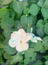 Charger l'image dans la galerie, Impatiens B6