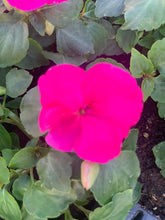 Charger l'image dans la galerie, Impatiens B6