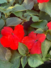 Charger l'image dans la galerie, Impatiens B6