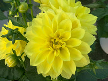 Charger l'image dans la galerie, Dahlia Dalina MAXI POT DE 4,5L