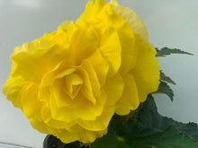 Charger l'image dans la galerie, Bégonia Tubéreux pot 10.5