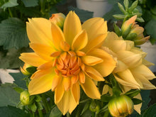 Charger l'image dans la galerie, Dahlia Dalina MAXI POT DE 4,5L