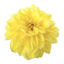 Charger l'image dans la galerie, Dahlia pot de 10.5