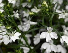 Charger l'image dans la galerie, Lobélia pot 10.5