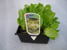 Charger l'image dans la galerie, Plants de salade B12