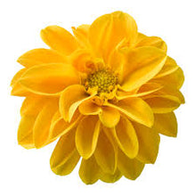 Charger l'image dans la galerie, Dahlia pot de 10.5