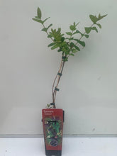 Charger l'image dans la galerie, Chèvre feuille à baies de Mai pot 2L