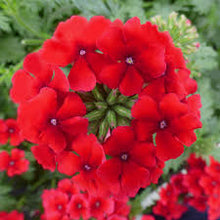 Charger l'image dans la galerie, Verveine pot 1.0.5