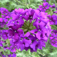 Charger l'image dans la galerie, Verveine pot 1.0.5