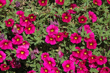 Charger l'image dans la galerie, Calibrachoa pot 10.5