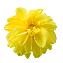 Charger l'image dans la galerie, Dahlia pot de 10.5