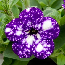 Charger l'image dans la galerie, Pétunia retombant pot 10.5