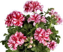 Charger l'image dans la galerie, Géranium Lierre Double pot 10.5
