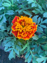 Charger l'image dans la galerie, Oeillet d'inde B6