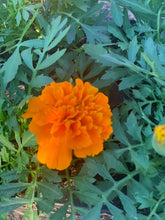 Charger l'image dans la galerie, Oeillet d'inde B6