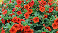 Charger l'image dans la galerie, Calibrachoa pot 10.5