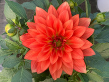 Charger l'image dans la galerie, Dahlia Dalina MAXI POT DE 4,5L