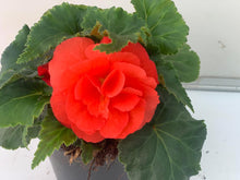 Charger l'image dans la galerie, Bégonia Tubéreux pot 10.5
