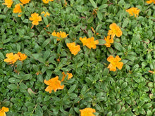 Charger l'image dans la galerie, Pourpier pot de 10.5