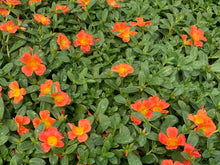 Charger l'image dans la galerie, Pourpier pot de 10.5