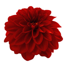 Charger l'image dans la galerie, Dahlia pot de 10.5