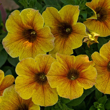 Charger l'image dans la galerie, Pétunia retombant pot 10.5