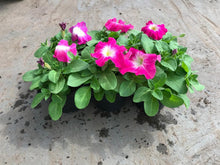 Charger l'image dans la galerie, Pétunia à massif B6