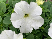 Charger l'image dans la galerie, Pétunia à massif B6