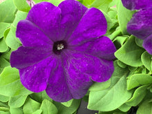 Charger l'image dans la galerie, Pétunia à massif B6