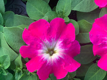 Charger l'image dans la galerie, Pétunia à massif B6