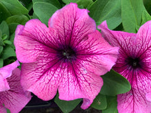 Charger l'image dans la galerie, Pétunia à massif B6
