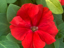 Charger l'image dans la galerie, Pétunia à massif B6